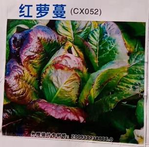 红萝蔓