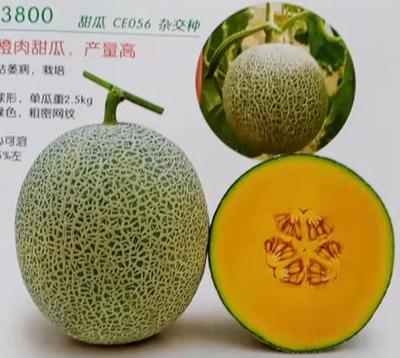 抗病3800