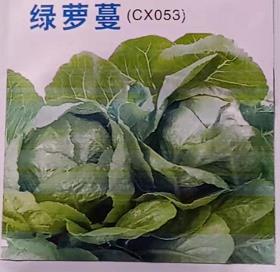 绿萝蔓